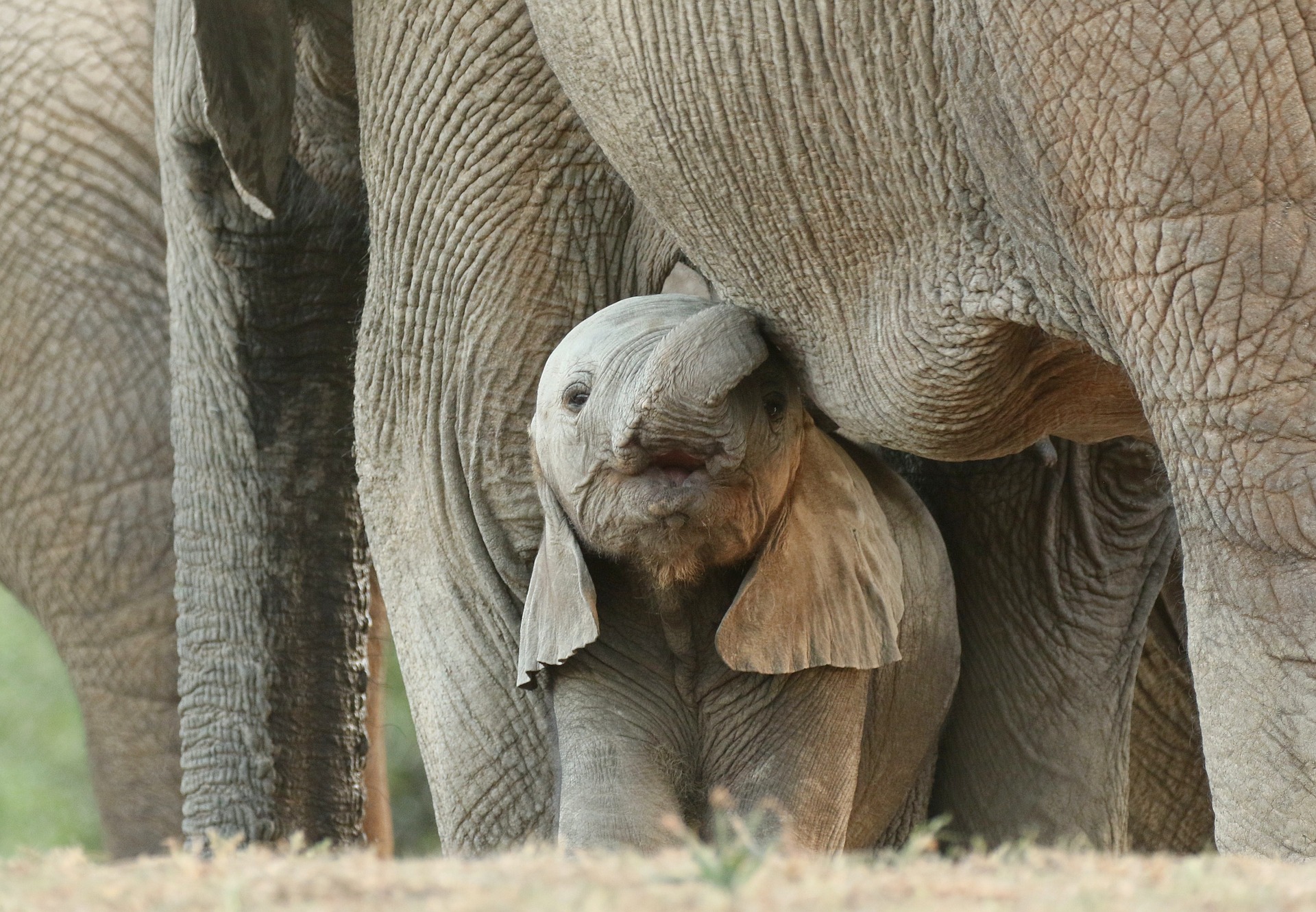elephants-6176590_1920